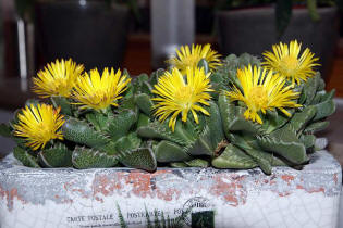 Faucaria tigrina / Tigerrachen / Mittagsblumengewchse (Aizoaceae)