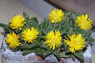 Faucaria tigrina / Tigerrachen / Mittagsblumengewchse (Aizoaceae)