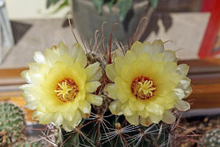 Hamatocactus setispinus var. hamatus