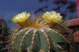 Notocactus magnificus