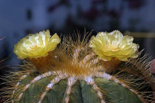 Notocactus magnificus