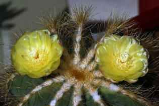 Notocactus magnificus