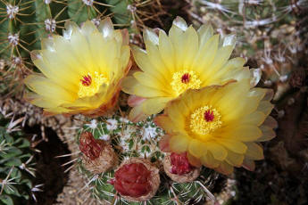 Notocactus mammulosus (2014)