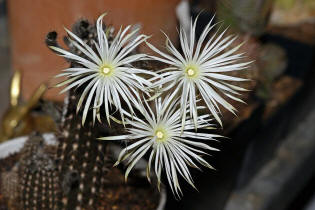 Setiechinopsis mirabilis / Blume der Anbetung