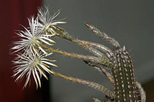 Setiechinopsis mirabilis / Blume der Anbetung