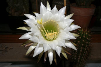 Trichocereus spec. (Blte)