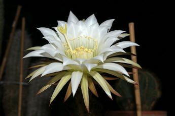 Trichocereus spec. (Blte)