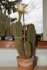 Trichocereus spec. (Habitus und Blte)