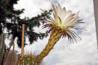 Trichocereus spec. (Blte)