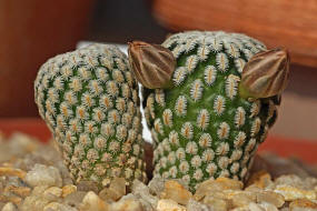 Mammillaria pectinifera