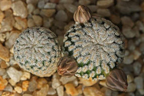 Mammillaria pectinifera