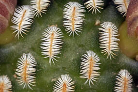 Mammillaria pectinifera