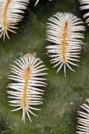 Mammillaria pectinifera