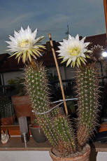 Trichocereus spec. (Blte)