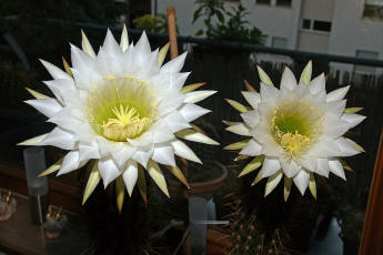 Trichocereus spec. (Blte)