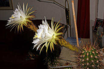 Trichocereus spec. (Blte)