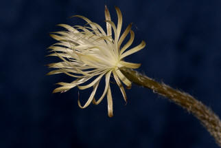 Setichinopsis mirabilis / Blume der Anbetung (Fr eine Groansicht einfach Anklicken)