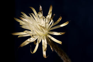 Setichinopsis mirabilis / Blume der Anbetung (Fr eine Groansicht einfach Anklicken)