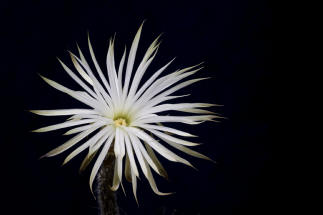 Setichinopsis mirabilis / Blume der Anbetung (Fr eine Groansicht einfach Anklicken)