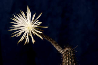 Setichinopsis mirabilis / Blume der Anbetung (Fr eine Groansicht einfach Anklicken)