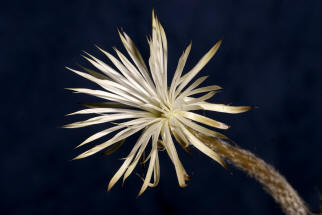 Setichinopsis mirabilis / Blume der Anbetung (Fr eine Groansicht einfach Anklicken)