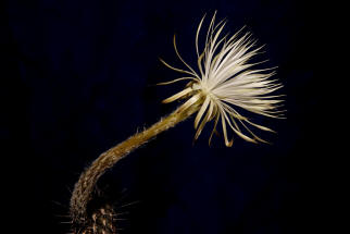 Setichinopsis mirabilis / Blume der Anbetung (Fr eine Groansicht einfach Anklicken)