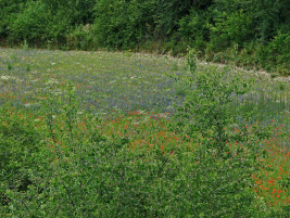 Cyanus segetum (syn. Centaurea cyanus) / Kornblume / Asteraceae / Korbbltengewchse / Feld in Gemeinschaft mit Klatschmohn