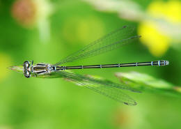 Coenagrion puella / Hufeisen-Azurjungfer/ Familie: Schlanklibellen - Coenagrionidae / Unterordnung: Kleinlibellen - Zygoptera / Es knnte sich vielleicht auch um ein Weibchen der sehr seltenen Coenagrion mercuriale / Helm-Azurjungfer handeln. Leider lsst sich das nicht sicher klren, da der Prothorax nicht genau zu erkennen ist