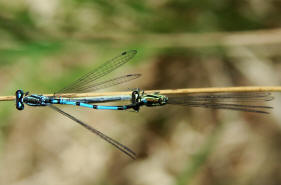 Coenagrion puella / Hufeisen-Azurjungfer/ Familie: Schlanklibellen - Coenagrionidae / Unterordnung: Kleinlibellen - Zygoptera