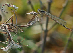 Coenagrion puella / Hufeisen-Azurjungfer/ Familie: Schlanklibellen - Coenagrionidae / Unterordnung: Kleinlibellen - Zygoptera