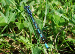 Enallagma cyathigerum / Gemeine Becherjunger / Becher-Azurjungfer / Schlanklibellen - Coenagrionidae / Unterordnung: Kleinlibellen - Zygoptera 