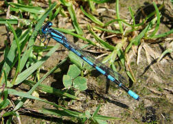 Enallagma cyathigerum / Gemeine Becherjunger / Becher-Azurjungfer / Schlanklibellen - Coenagrionidae / Unterordnung: Kleinlibellen - Zygoptera 