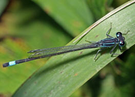 Ischnura elegans / Groe Pechlibelle / Schlanklibellen - Coenagrionidae / Unterordnung: Kleinlibellen - Zygoptera