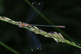 Chalcolestes viridis / Weidenjungfer / Teichjungfern - Lestidae / Unterordnung: Kleinlibellen - Zygoptera