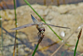 Libellula quadrimaculata / Vierfleck / Segellibellen - Libellulidae / Libellulinae