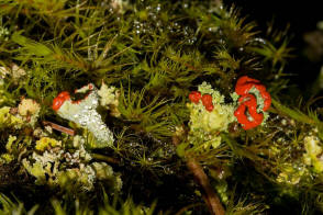 Cladonia coccifera / Scharlach-Becherflechte / Cladoniaceae / Lichen