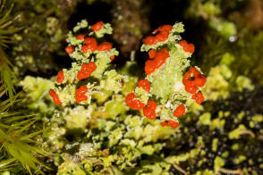 Cladonia coccifera / Scharlach-Becherflechte / Cladoniaceae / Lichen