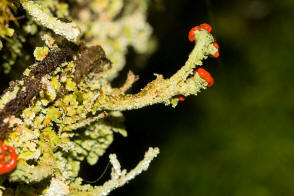 Cladonia coccifera / Scharlach-Becherflechte / Cladoniaceae / Lichen