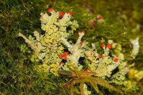 Cladonia coccifera / Scharlach-Becherflechte / Cladoniaceae / Lichen