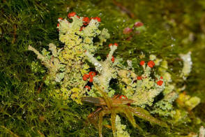 Cladonia coccifera / Scharlach-Becherflechte / Cladoniaceae / Lichen