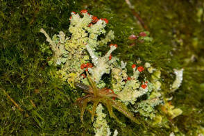 Cladonia coccifera / Scharlach-Becherflechte / Cladoniaceae / Lichen