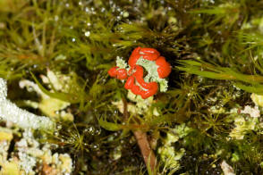 Cladonia coccifera / Scharlach-Becherflechte / Cladoniaceae / Lichen