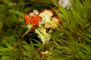 Cladonia coccifera / Scharlach-Becherflechte / Cladoniaceae / Lichen