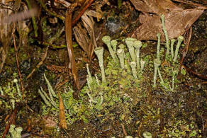 Cladonia pyxidata / Echte Becherflechte / Cladoniaceae