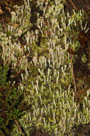 Cladonia pyxidata / Echte Becherflechte / Cladoniaceae