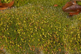 Grimmia pulvinata / Polster-Kissenmoos / Grimmiaceae / Bryophyta - Laubmoose
