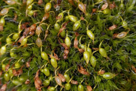 Grimmia pulvinata / Polster-Kissenmoos / Grimmiaceae / Bryophyta - Laubmoose