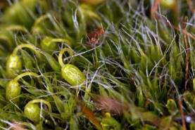 Grimmia pulvinata / Polster-Kissenmoos / Grimmiaceae / Bryophyta - Laubmoose