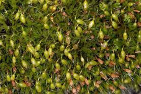 Grimmia pulvinata / Polster-Kissenmoos / Grimmiaceae / Bryophyta - Laubmoose