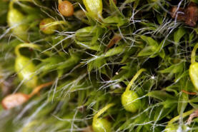 Grimmia pulvinata / Polster-Kissenmoos / Grimmiaceae / Bryophyta - Laubmoose